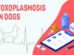 Toxoplasmosis In Dogs