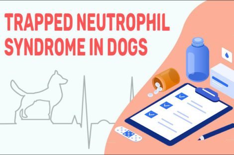 Trapped Neutrophil Syndrome In Dogs