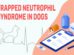 Trapped Neutrophil Syndrome In Dogs