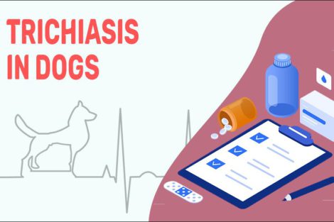 Trichiasis In Dogs