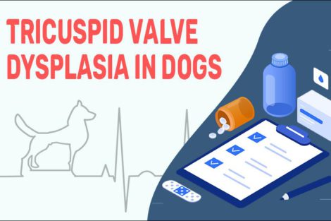 Tricuspid Valve Dysplasia In Dogs