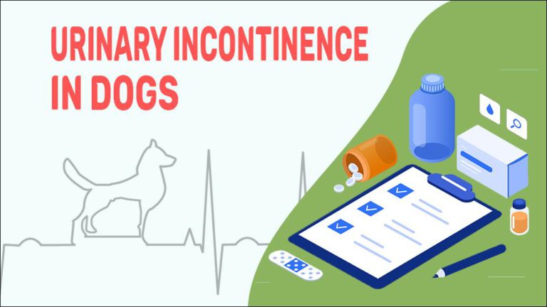 urinary-incontinence-in-dogs-causes-treatment-petmoo