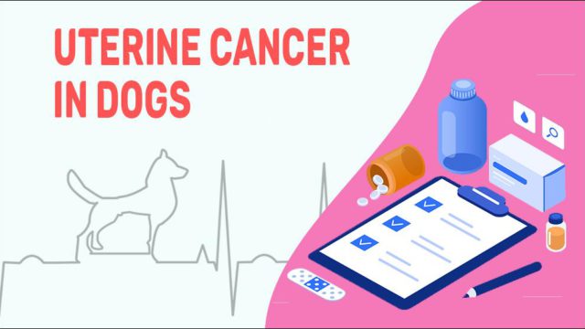 Uterine Cancer In Dogs - Petmoo