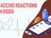 Vaccine Reactions In Dogs