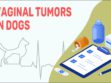 Vaginal Tumors In Dogs