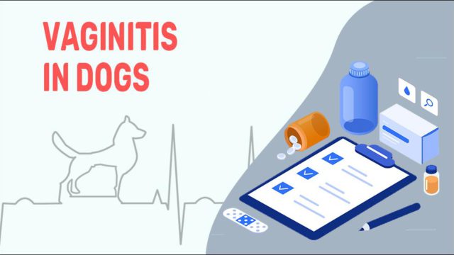 Vaginitis In Dogs - Causes, Signs & Treatment - Petmoo