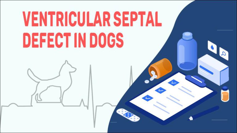 Ventricular Septal Defect In Dogs - Petmoo