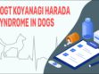 Vogt Koyanagi Harada Syndrome In Dogs