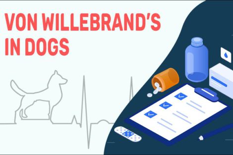 Von Willebrand’s In Dogs