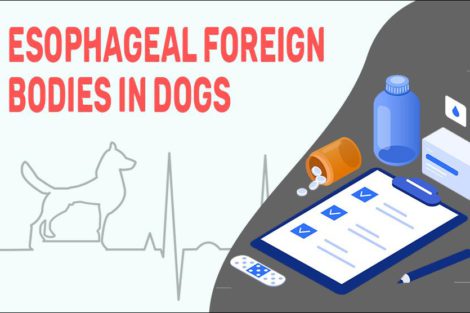 Esophageal Foreign Bodies In Dogs