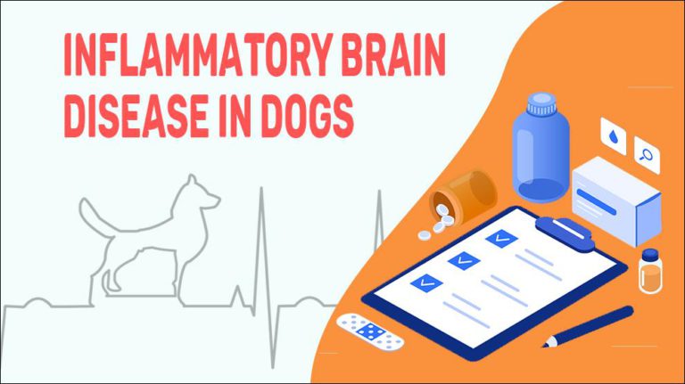 Inflammatory Brain Disease In Dogs Petmoo