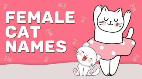 Female Cat Names