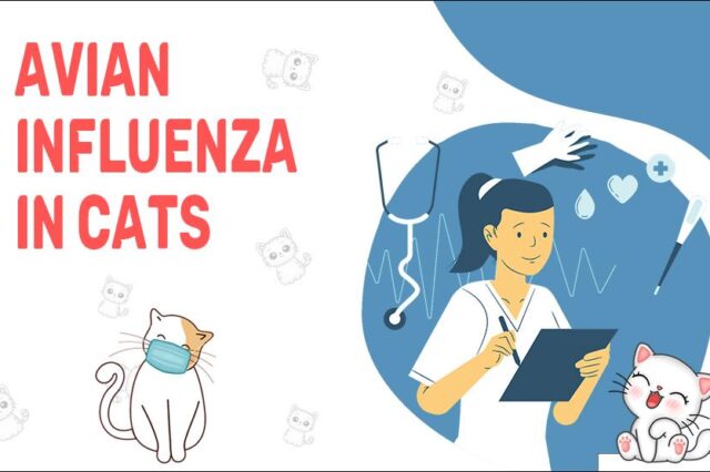 Avian Influenza In Cats