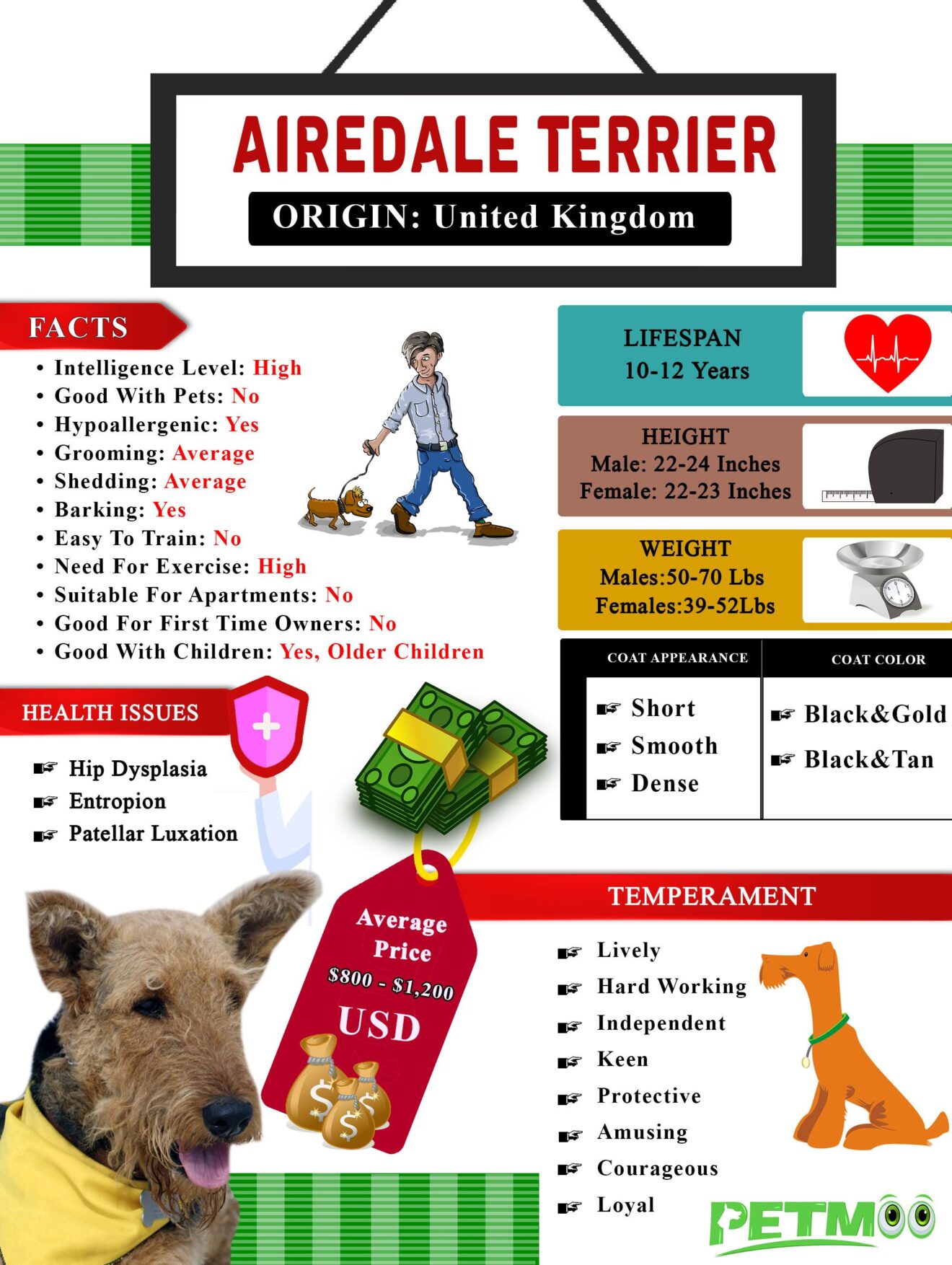 Airedale Terrier Infographic 1320x1754 