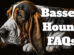 Basset Hound FAQs