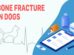 Bone Fracture In Dogs