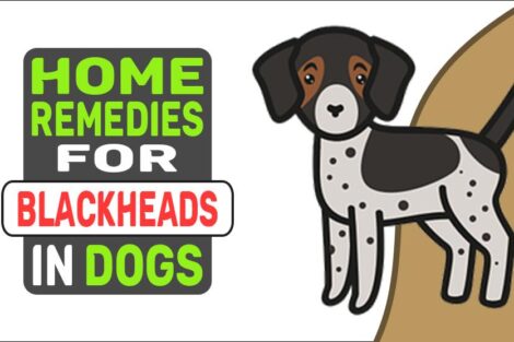 Home Remedies For Blackheads In Dogs