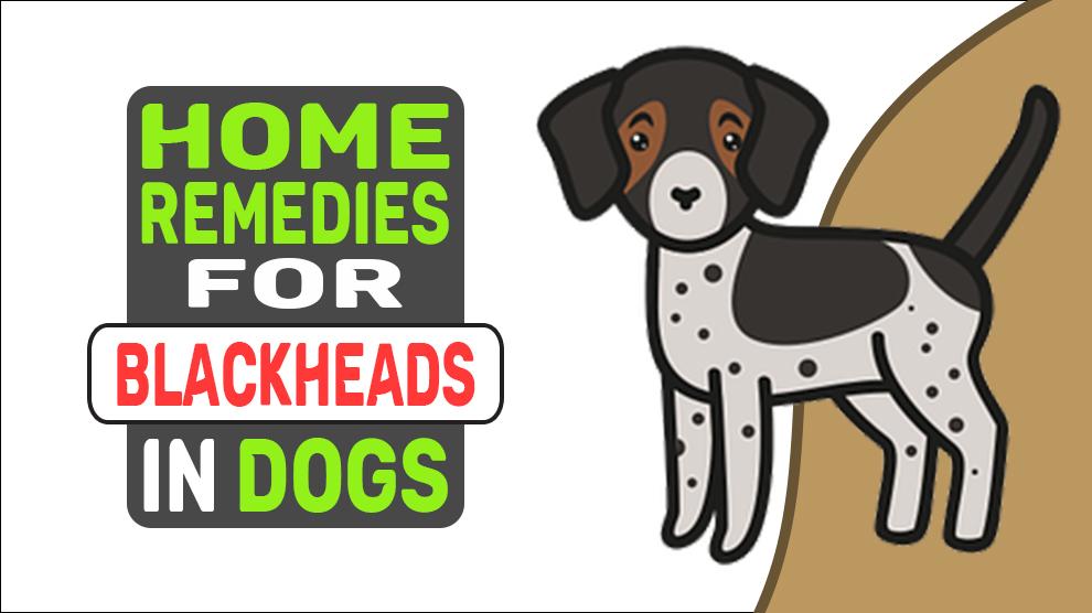 Home Remedies For Blackheads In Dogs