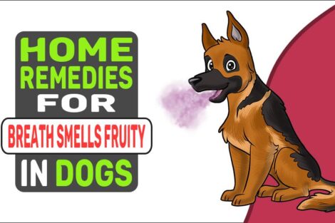 Home Remedies For Breath Smells Fruity In Dogs