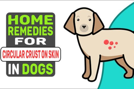 Home Remedies For Circular Crust On Skin In Dogs