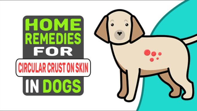 Home Remedies For Circular Crusty Patches On Dog's Skin - Petmoo