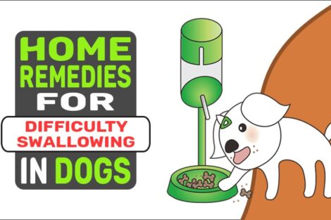 Home Remedies For Difficulty Swallowing In Dogs