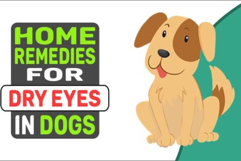 Home Remedies For Dry Eyes In Dogs