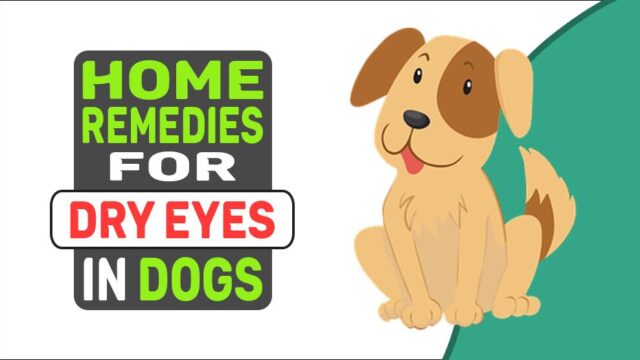 Can Dry Eye In Dogs Be Cured