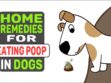 Home Remedies For Eating Poop In Dogs