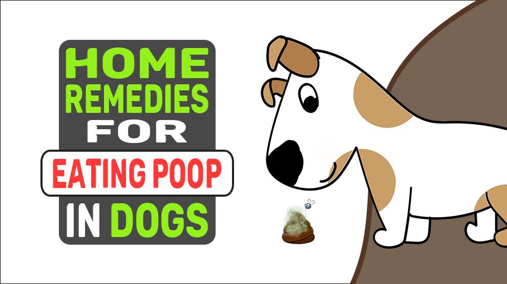 Home Remedies For Eating Poop In Dogs