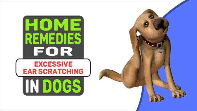 home-remedies-for-excessive-ear-scratching-in-dogs-petmoo