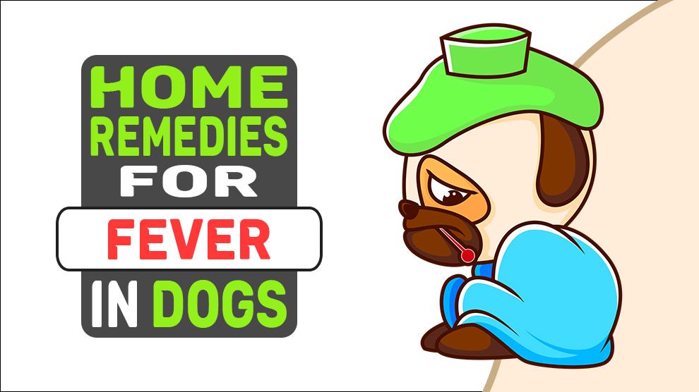 Home Remedies For Fever In Dogs