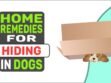 Home Remedies For Hiding In Dogs