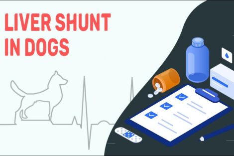 Liver Shunt In Dogs