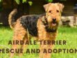 Airedale Terrier Rescue