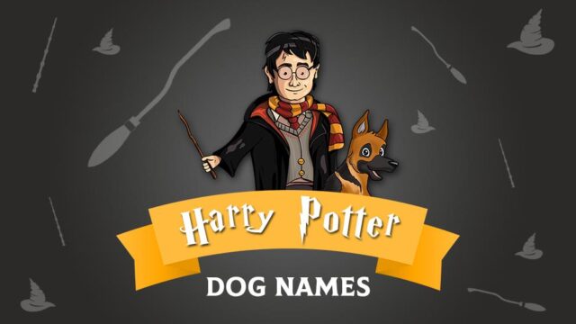 162 Magical Harry Potter Dog Names For Your Canine Companion – Pet News ...