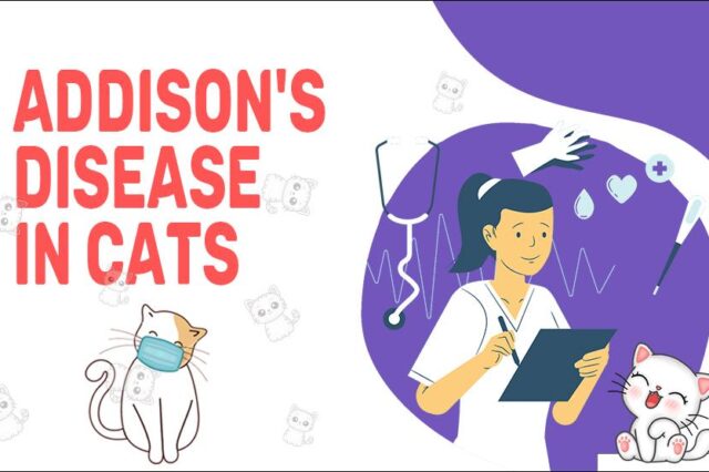 Addison's Disease In Cat