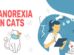 Anorexia In Cats