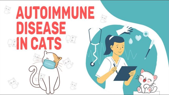 Autoimmune Disease In Cat - Petmoo