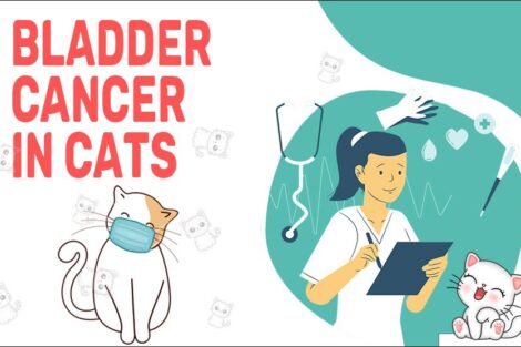 Bladder Cancer In Cats