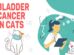 Bladder Cancer In Cats