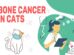 Bone Cancer in Cats