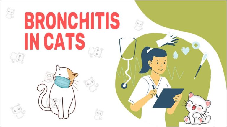 Bronchitis In Cats Symptoms Treatment Petmoo   Bronchitis In Cats 768x431 