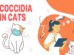 Coccidia In Cats