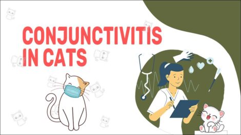 Conjunctivitis In Cats - Causes, Symptoms & Treatment - Petmoo