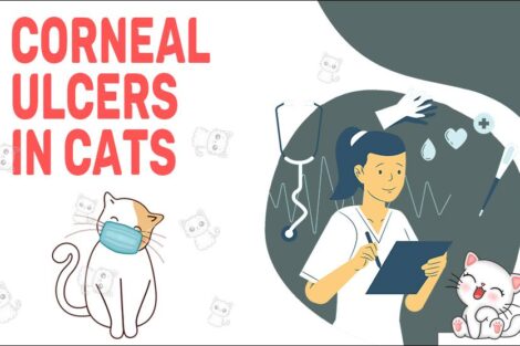 Corneal Ulcers In Cats