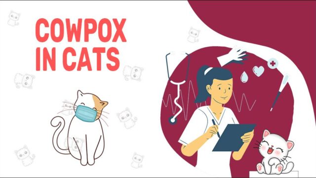 Cowpox Virus Infection In Cats - Petmoo