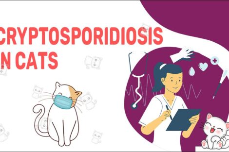 Cryptosporidiosis In Cats