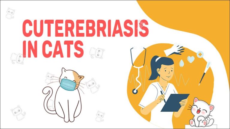 Cuterebriasis In Cats - Petmoo