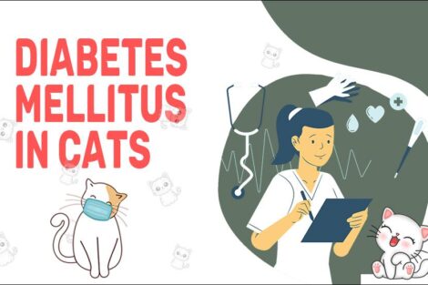 Diabetes Mellitus In Cats